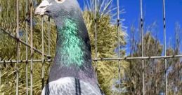 Pigeons