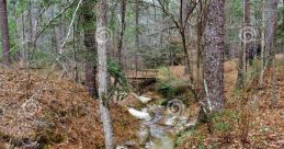 Boykin-Springs