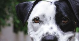 Barks