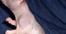 Rat