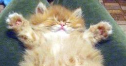 Fuzzy