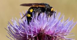 Wasp