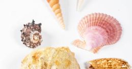 Seashells