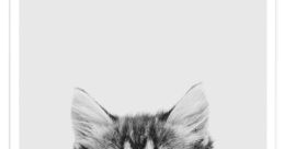 Kitten