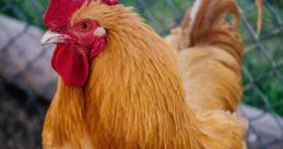 Chickens