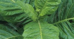 Tobacco