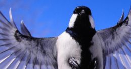 Flapping-Wings