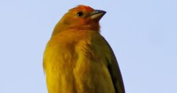 Canario