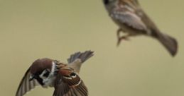 Sparrow