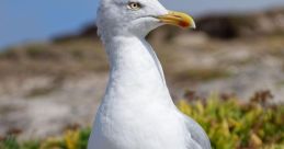 Herring-Gull