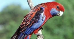 Rosella