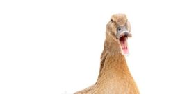 Quacking The quacking of a duck is a familiar to many, evoking memories of peaceful days spent by the water's edge. The