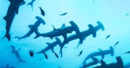 Sharks