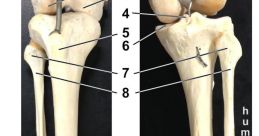 Lower