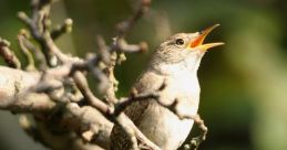 Birdsongs