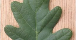 Hoja