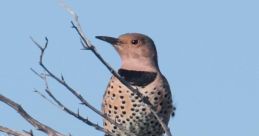 Flicker