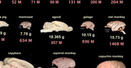 Brains