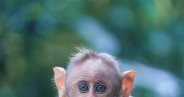 Ape