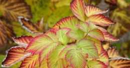 Foliage