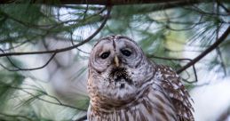 Owl-Hooting