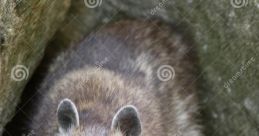 Racoon