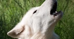 Wolf The first , "Sunetul De Lup 27386 #wolf," is a haunting and primal symphony that echoes through the night. It