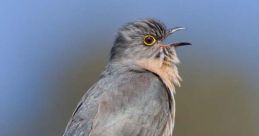 Cuckoo You can find a variety of related to the subject of cuckoos available for download and play. From the classic Cuckoo