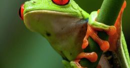 Tree-Frog