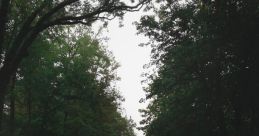 Lane