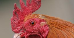 Cockerel