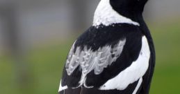 Magpie