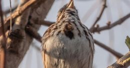Sparrows