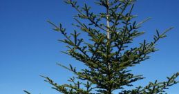 Fir