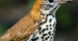 Thrush
