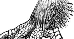 Claw