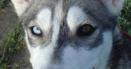 Husky
