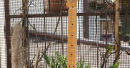 Telecaster