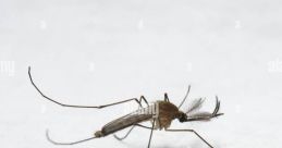 Mosquito