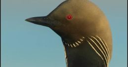Loon The of a scary night in the forest are captured in these recordings. The echoing call of a loon pierces through the