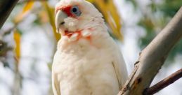 Corella