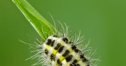 Caterpillar