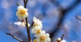 Plum-Blossom