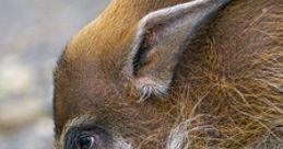 Hog