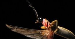 Firefly