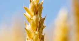 Wheat