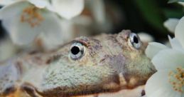 Bullfrog