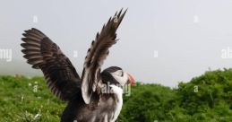 Wing-Flapping