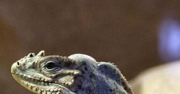 Reptile