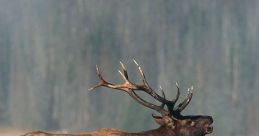 Elk